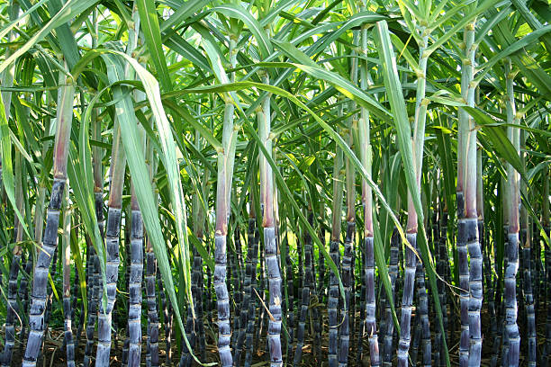 Sugarcane Farming for Ethanol Production in Africa Green Harvest