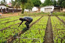 Hardworking Local Farmers Mipad Liberia Africa