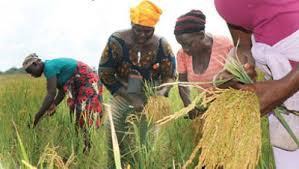 Rice And Wheat Farms Mipad Liberia Africa