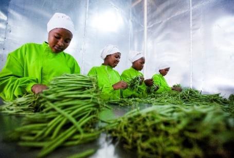 Sponsoring Local Farmers Mipad Liberia Africa